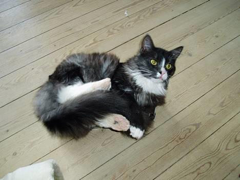 Blanding af racer Felix - R.I.P november 2010 - Han skal bare ned i den kasse...der er ikke noget at gøre! billede 4