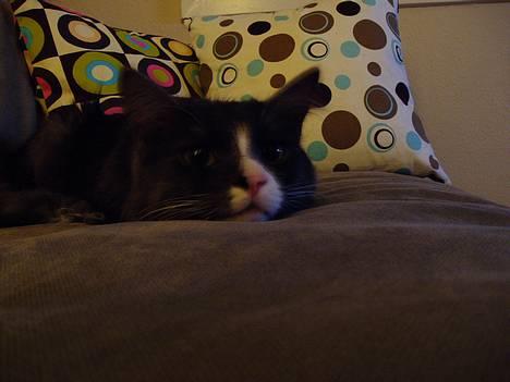 Blanding af racer Felix - R.I.P november 2010 - Ren afslapning :o) billede 5