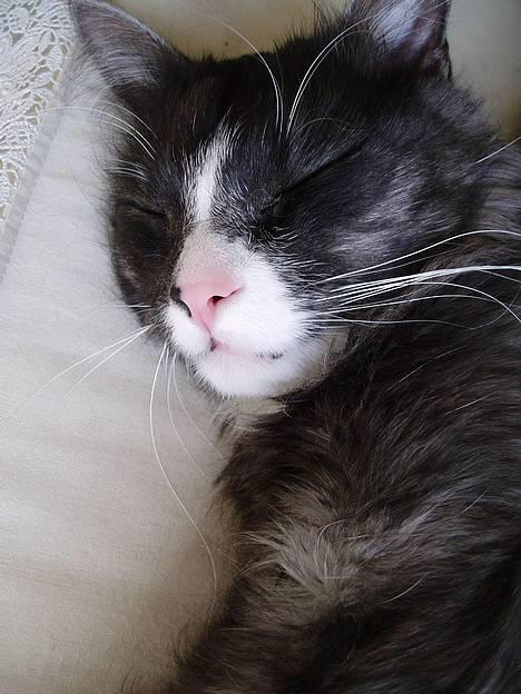 Blanding af racer Felix - R.I.P november 2010 - Så skal der bare puttes! billede 6