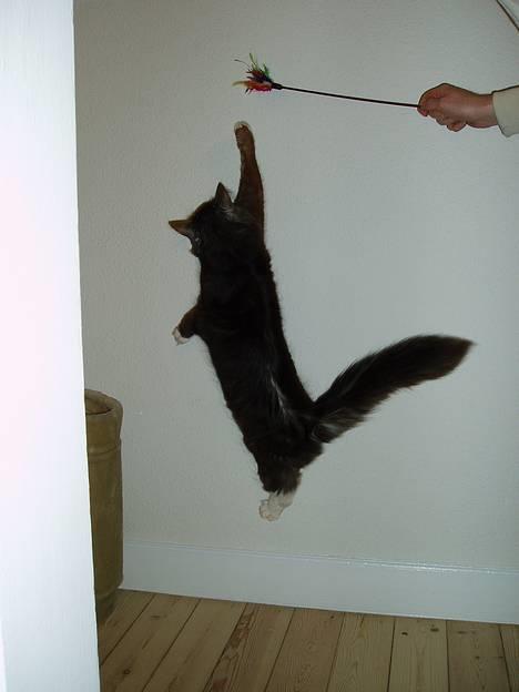 Blanding af racer Felix - R.I.P november 2010 - Som sagt....alt af pap er godt! billede 7