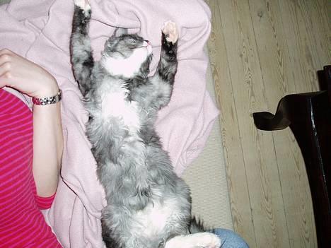 Blanding af racer Felix - R.I.P november 2010 - Tro det eller ej...men han sover faktisk...utroligt hvad nusning kan gøre ;o) billede 8