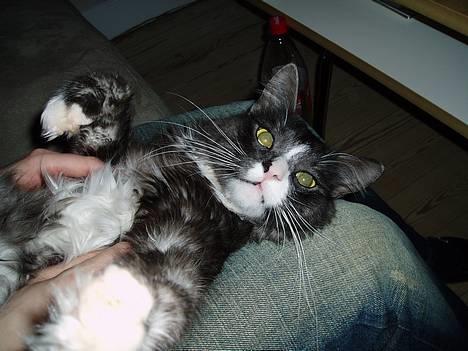 Blanding af racer Felix - R.I.P november 2010 - Alle 4 stænger i vejret...og så en gang nusning på mavsen det er lige sagen :o) billede 9