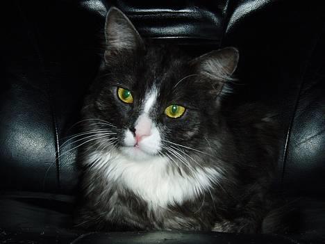 Blanding af racer Felix - R.I.P november 2010 - Felix har indtaget pladsen i "katte-stolen" billede 10