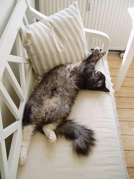 Blanding af racer Felix - R.I.P november 2010 - Sikke en puttegris billede 11