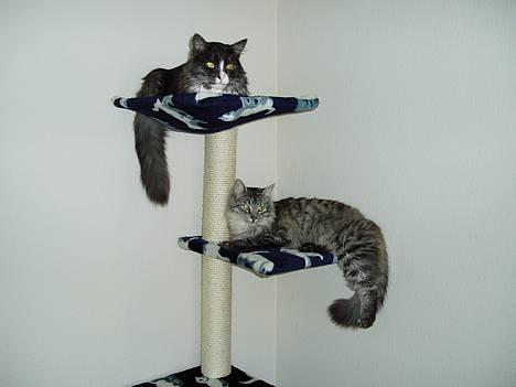 Blanding af racer Felix - R.I.P november 2010 - Deres højt elskede kradsetræ billede 12