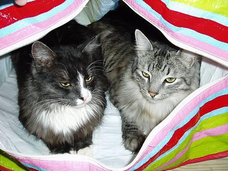 Blanding af racer Felix - R.I.P november 2010 - mon de gemmer sig...eller? billede 13