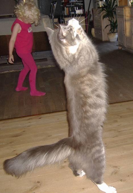 Maine Coon JOEY *død 29-07-2011* - hvem sagde "lille"???? billede 8