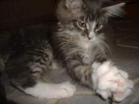 Maine Coon JOEY *død 29-07-2011* - Gæt hvad jeg har fanget billede 9
