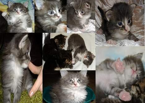 Maine Coon JOEY *død 29-07-2011* - joey billeder! billede 10