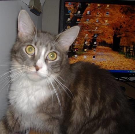 Maine Coon JOEY *død 29-07-2011* - hvem siger katte ikke kan spille computer?! billede 11