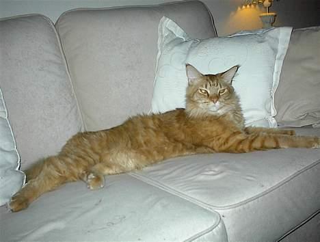 Maine Coon BALDER - skøøønt. billede 11