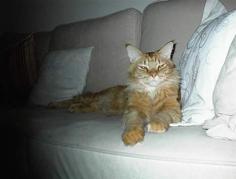 Maine Coon BALDER - min sofa!!! billede 12
