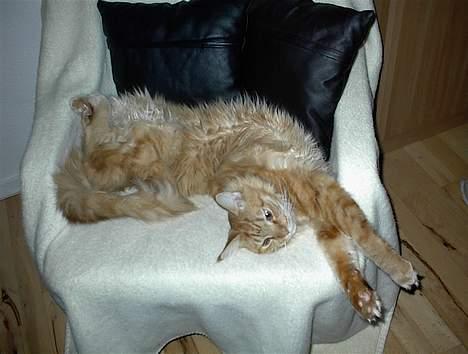 Maine Coon BALDER - aaaahhhh livet er skønt for en missekat som mig. billede 13