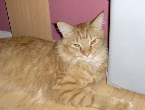 Maine Coon BALDER - uhmmmm jeg er så dejlig siger mor.... billede 14