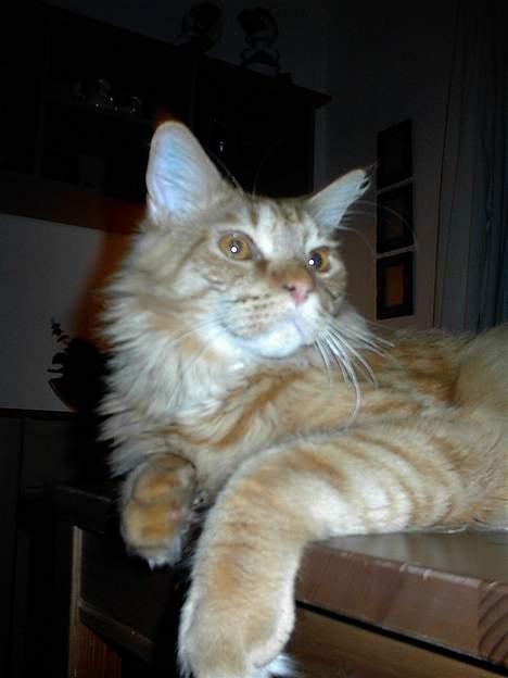 Maine Coon BALDER - potedask fra mig til dig. billede 15