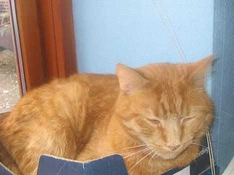 Blanding af racer Nusser Død <3 :'( - og han ligger i sin kasse som han plejer.! billede 6