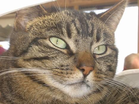 Huskat olivia - Mmmmmh.. billede 1