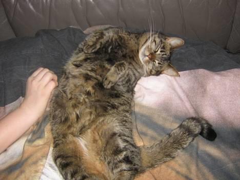 Huskat olivia - er jeg ikke dejlig?... billede 2