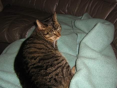 Huskat olivia - ser film i stuen billede 3