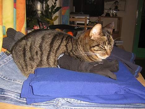 Huskat olivia - sviner det nyvaskede toej til billede 4