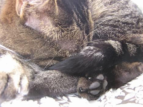 Huskat olivia - Zzzzz... dejlig varmt i solen! billede 5