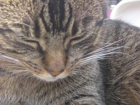 Huskat olivia - mmmm.. nyder det! billede 6