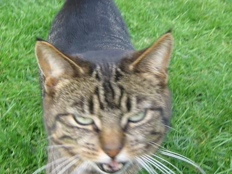 Huskat olivia - hej billede 7