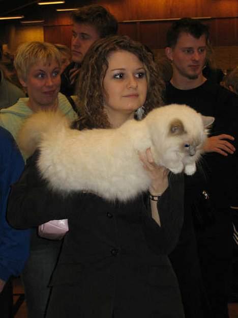 Hellig Birma Kiwi von Sivebæk - Prinsessen på udstilling billede 14