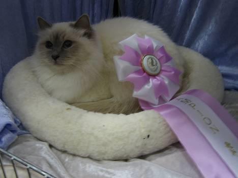 Hellig Birma Kiwi von Sivebæk - Jubii... Jeg er blevet champion :-) billede 15