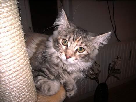 Maine Coon nadia - hey baby billede 4