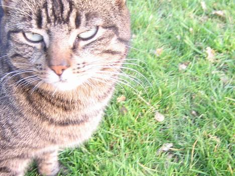 Huskat olivia billede 8