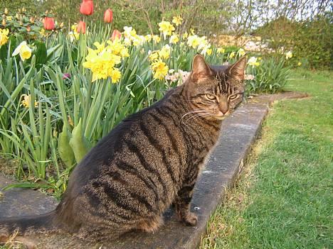 Huskat olivia billede 9