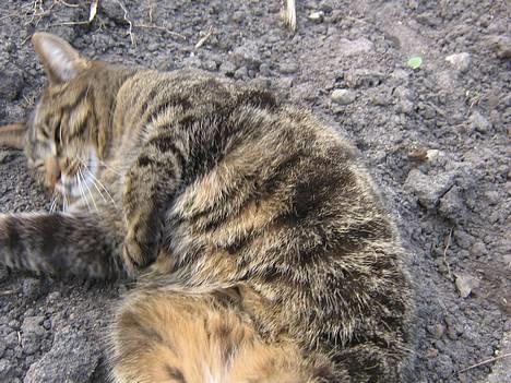 Huskat olivia billede 10