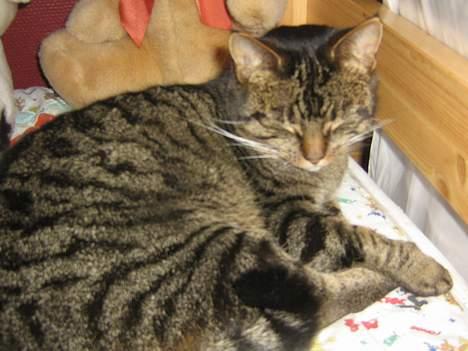 Huskat olivia - nej hvor er her dejligt! billede 11