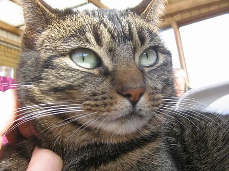 Huskat olivia - Nyder hvert et sekundt jeg ligger her og slumrer billede 12