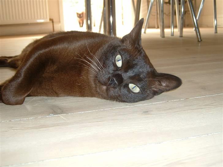 Burmeser Isis of Magicat Dk billede 1