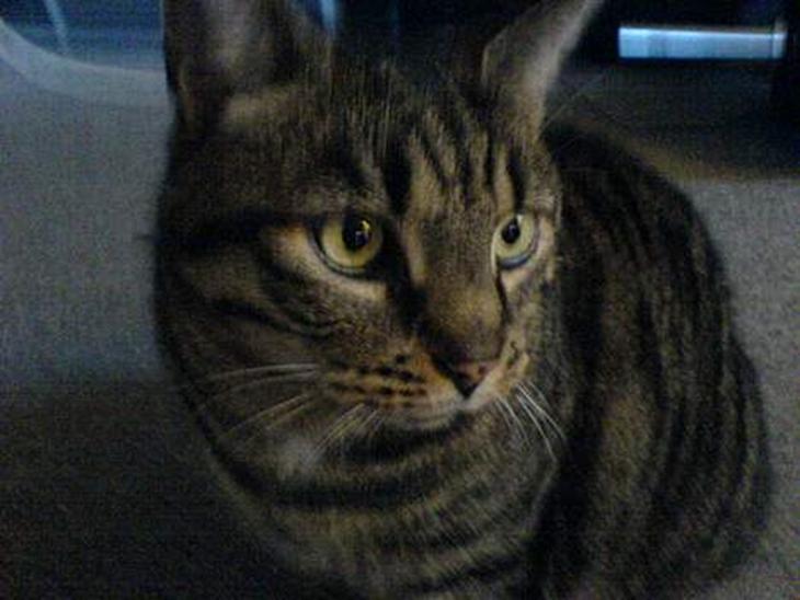 {{currentPhoto.altText}} billede {{currentPhoto.number}}