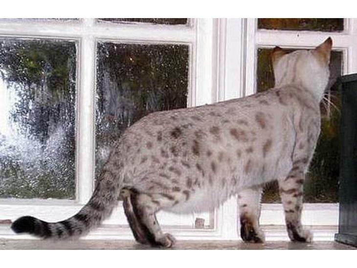 Bengal Trillo billede 1