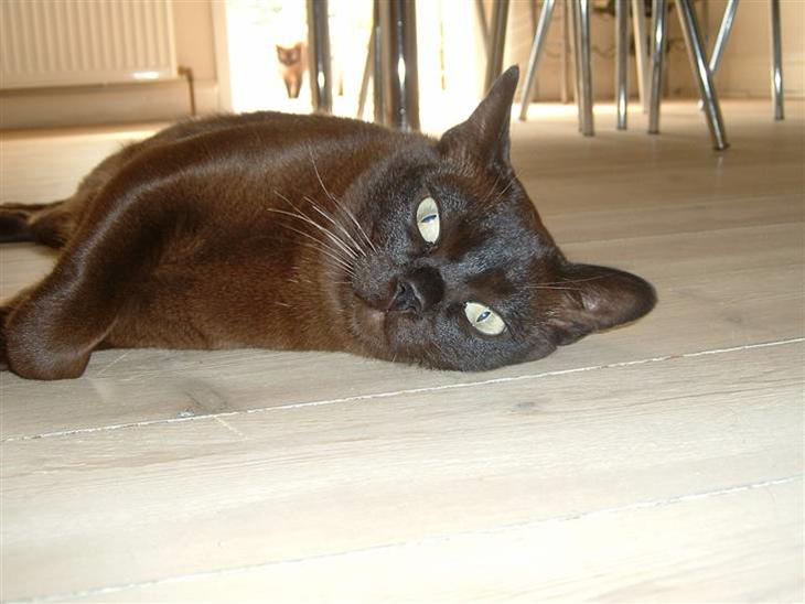 Burmeser Isis of Magicat Dk billede 1