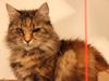 Blanding af racer R.I.P. Knirke [ Himmelkat]
