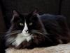 Maine Coon Misha [Tidl. kat]