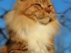 Maine Coon DK Proud Danish Preciouse One [Tidl. kat]