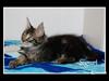 Maine Coon Sigurt