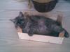 Maine Coon Felix [ Himmelkat]