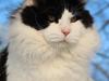 Maine Coon DK Proud Danish Sir Henry Morgan PP [Tidl. kat]