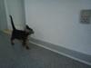 Huskat Timon