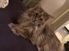 Maine Coon Marina