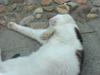 Huskat R.I.P. Prins Mikal [ Himmelkat]