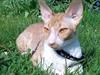 Cornish Rex Mary Kate