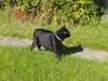 Huskat black jack ( hr jacks)